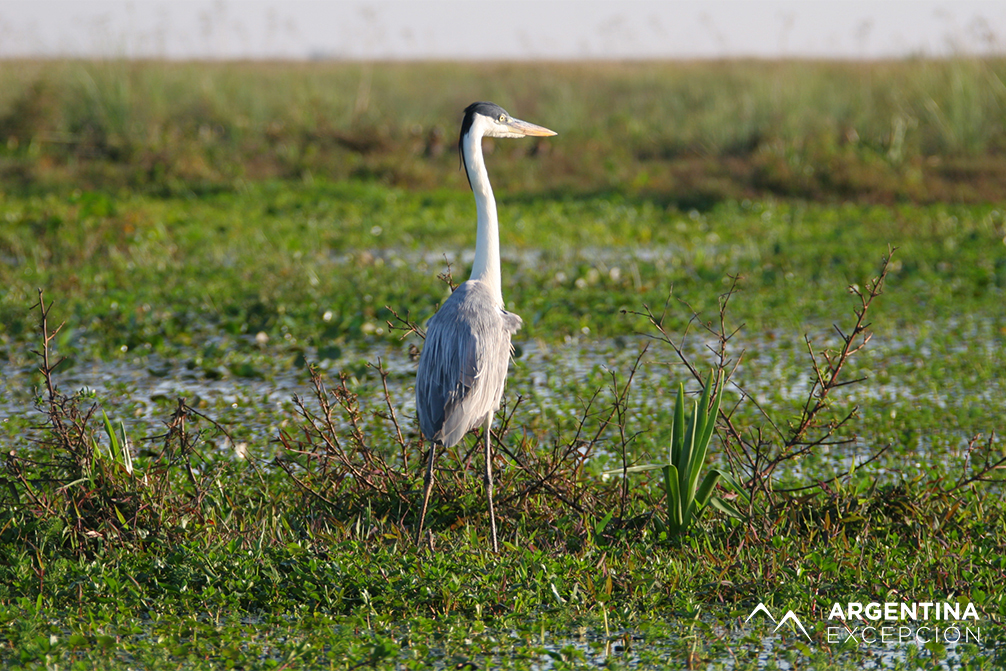 Safari laguna (11) copy