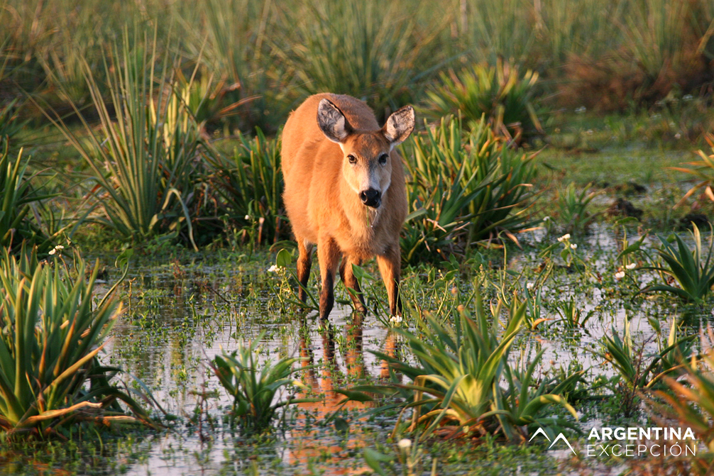 Safari laguna (44) XX copy