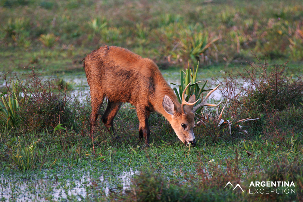 Safari laguna (66)XX copy