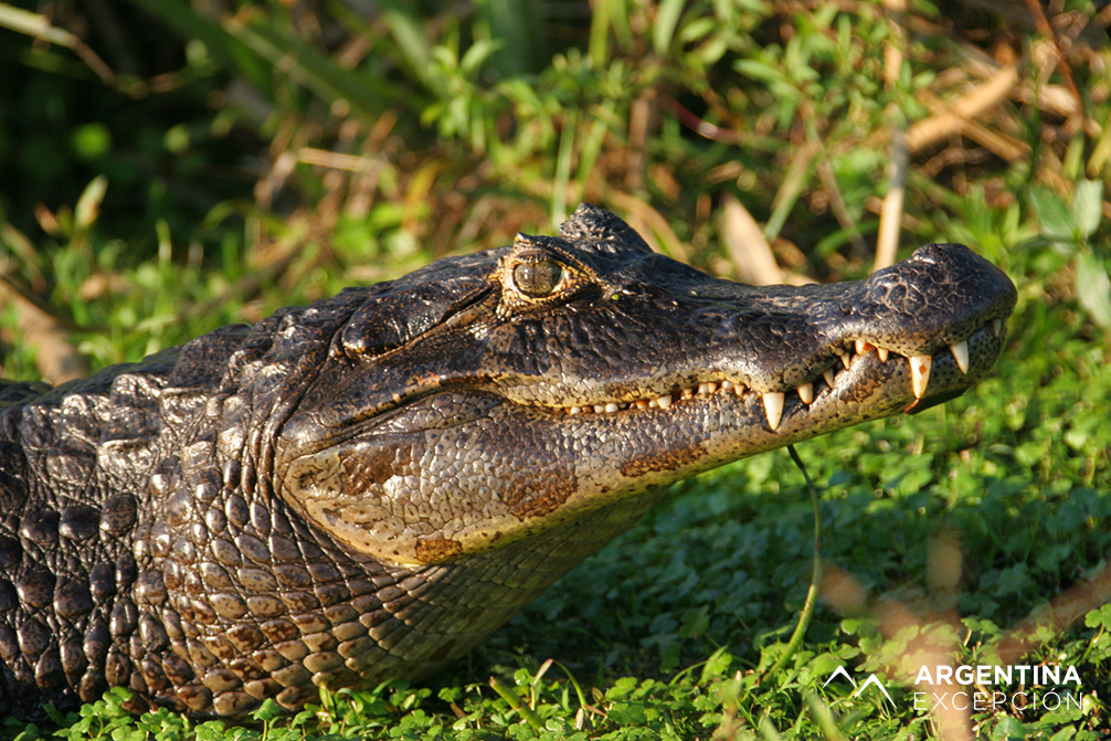 Safari laguna (8) copy