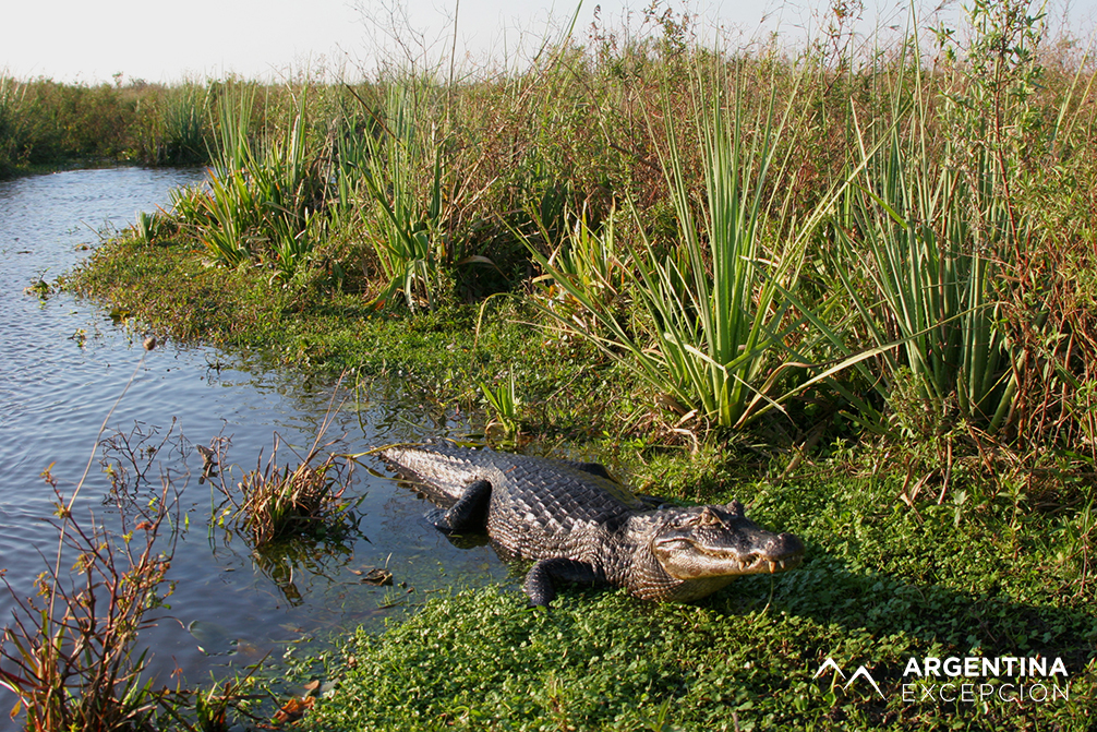 Safari laguna (9) XX copy