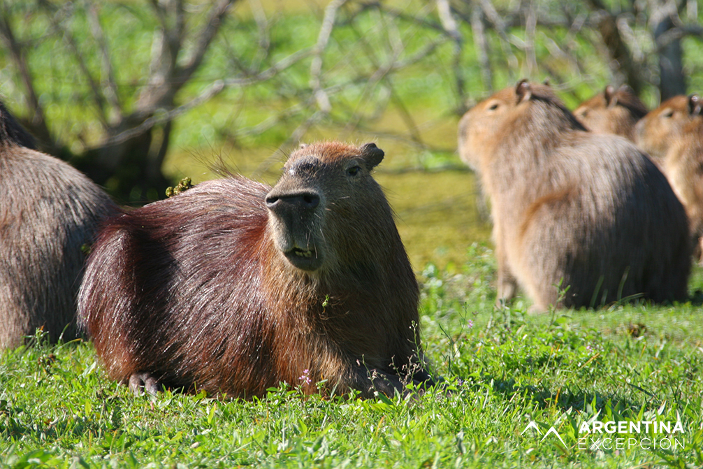 Safari laguna (97) XX copy