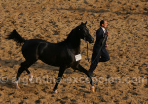 Salon Nuetsros caballos, Argentine Salon Nuetsros caballos, Argentine
