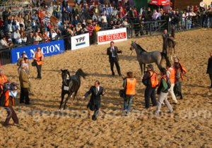 Salon du cheval, Nuetros caballos, Buenos Aires Salon du cheval, Nuetros caballos, Buenos Aires
