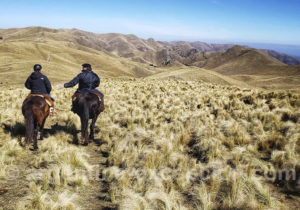 Los Potretos Los Potretos