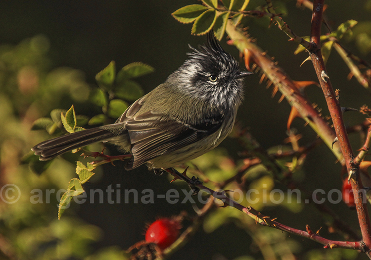 Taurillon mésange Taurillon mésange
