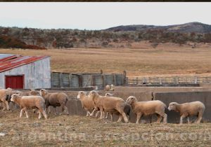 Troupeau - Estancia Cabo San Pablo Troupeau - Estancia Cabo San Pablo
