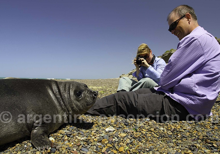 Valdés, éden terrestre de faune marine Valdés, éden terrestre de faune marine