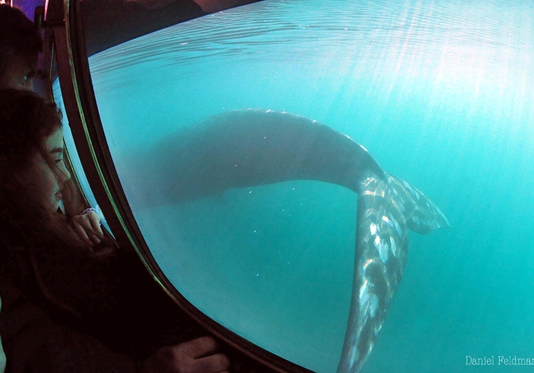 Yellow Submarine Yellow Submarine