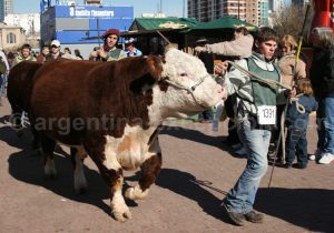 boeuf-argentine Boeuf d'Argentine avec Argentina Excepción