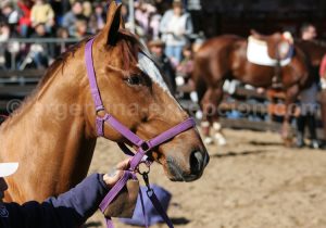 cheval-rural Cheval, à la Rural, avec l'agence de voyage Argentina Excepción