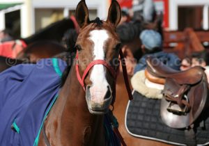 cheval-rural-buenos-aires Cheval, La Rural, à Buenos Aires avec Argentina Excepción