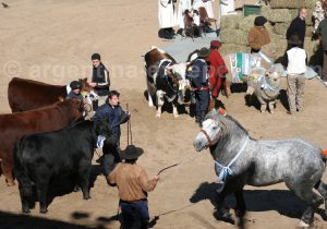 elevage-argentine Élevage en Argentine avec Argentina Excepción