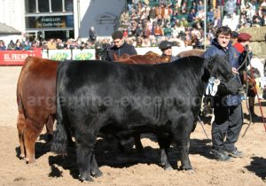 exposition-vaches-rural Exposition, vaches à La Rural avec Argentina Excepción