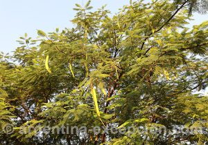 Fruit du flamboyant ou chivato