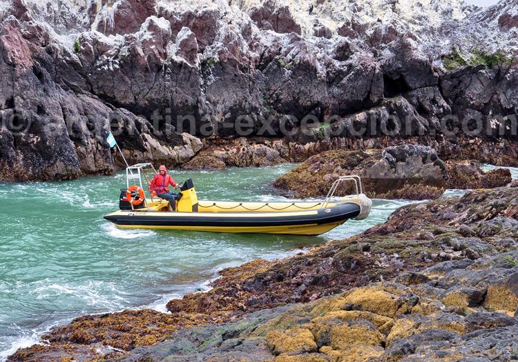 ile penguino puerto deseado
