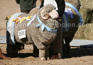 mouton-patagonie-rural Mouton de Patagonie, La Rural de Buenos Aires avec Argentina Excepción