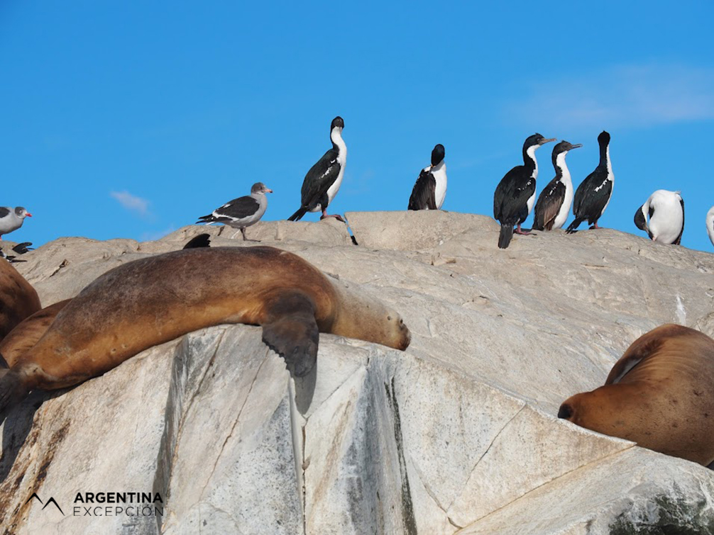 Faune du canal de Beagle Faune du canal de Beagle