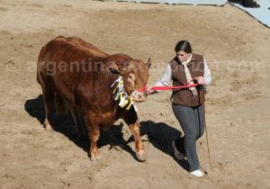taureau-argentine-rural Taureau Argentine, La rural, avec Argentina Excepción