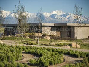 the-vines2 The Vines of Mendoza