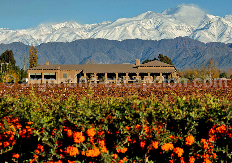 Bodega Vistalba, Carlos Pulenta
