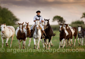 Hotel Colibri Cordoba Hotel Colibri Cordoba