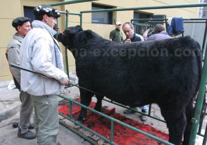 vache-salon-buenos-aires Vache du Salon à Buenos Aires avec Argentina Excepción